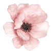 flowerpng.parspng.com-2